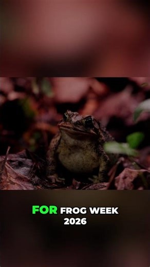 Junia: Our Frog Week 2026 Cover Animal Announced! #shorts
