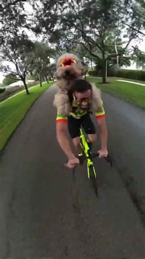 Giant dog goes for bike ride #shorts #dogs