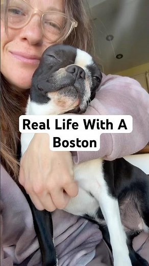 What It’s Really Like Living With a Boston Terrier