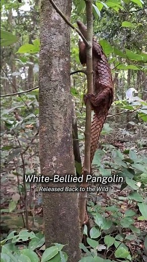White-Bellied Pangolin Release: A Rescued Pangolin’s New Beginning - CreatureCops