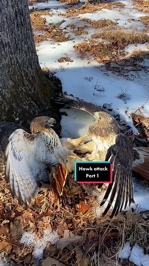 Intense Hawk Fight in the Wild