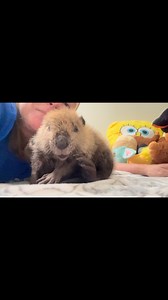 Baby beaver #beavers #beaver #babybeaver #babybeavers #wildliferescue www.somethingwild.org | Rescue Beavers