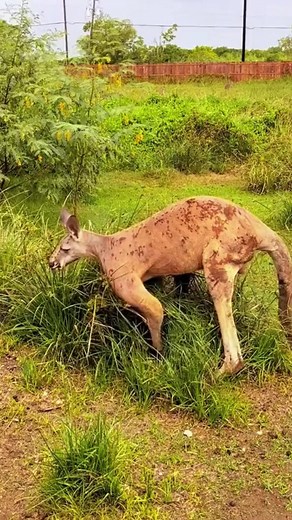 31K views · 112 reactions | Kangaroo muscular body 藍 #animal #animals #wild #wildlife #wildanimals #nature #fypシ #foryou #fyp #xyzbca #kangaroo | SbdmLove Mony 97272 | Facebook