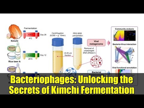 Bacteriophages: Unlocking the Secrets of Kimchi Fermentation