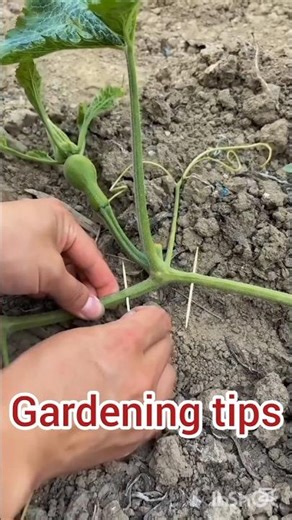 gardening tips#gardening #smart farming#shortsvideo#shorts