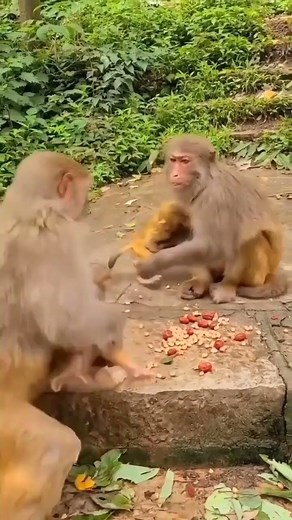 Shocking: Mom Monkey Slaps Baby