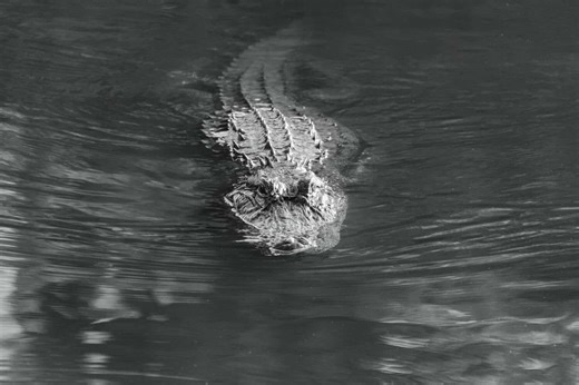 Watch an Alligator Strike and Eat a Water Snake