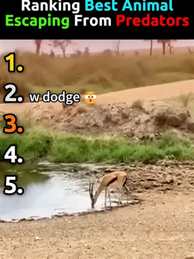 Ranking best animal escaping from predators #ranking #series #animal #funny #fyp