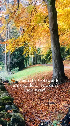 4.6K views · 236 reactions |  The Cotswolds in autumn are simply breathtaking — golden trees, cosy villages, and countryside walks that feel like a dream. If you love nature and charming English scenery, this season is pure magic!✨ Filmed in the North Cotswolds Save this post for your autumn trip inspiration!#Cotswolds #VisitCotswold #CotswoldsAutumn #AutumnInEngland #VisitEngland #UKTravel #CotswoldVillages #AutumnVibes #FallColours | Visit Cotswolds | Facebook