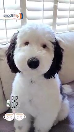 3.5K views · 32 reactions | The internet is convinced that Bayley the mini Sheepadoodle is the real-life version of Snoopy  Do you see the resemblance?  ( : @bayley.sheepadoodle) | smoothfm 91.5 | Facebook