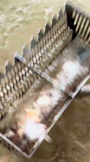 OMG—So Many Shells! And a Random Aluminum Hinge Buried Beneath!