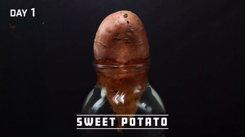 Growing plants time lapse compilation - 185 days