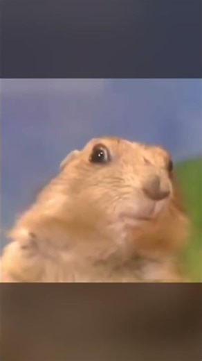 What happened to the prairie dog?