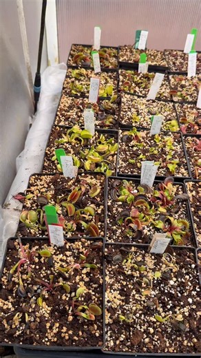 Almost done with this year’s Venus flytrap repotting marathon! 424 large mother varieties tucked into fresh media and getting ready to snap again. | Jeremiah's Carnivorous Plants
