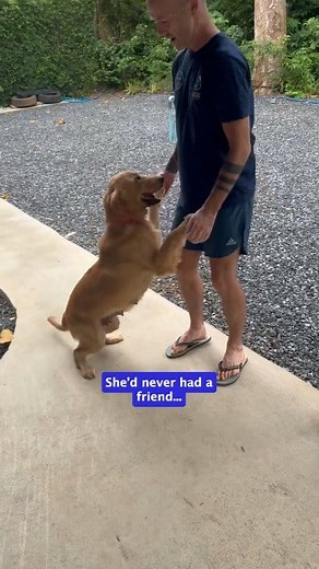 10K views · 851 reactions | Taylor Swift has never had the chance to be a normal dog - until now. She’s spent her whole life being bred for her puppies but since being rescued, that’s all changed. She now knows: The fun of a walk ‍♂️The feeling of running The joy of having a friend The carefreeness of playing 殺What love is No one deserves it more Taylor!! #streetdog #rescuedog #dogrescue #goldenretriever | Happy Doggo | Facebook