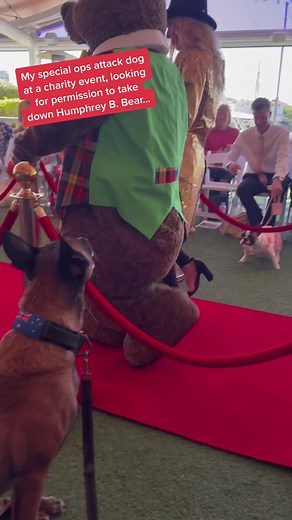 Special Ops Attack Dog 'Guge' at Charity Event | VIP Guest Encounter