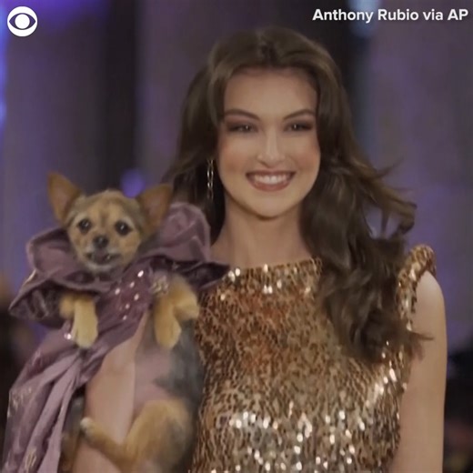 CANINE COUTURE: Dogs took to the runway alongside models to strut in their best looks for the Anthony Rubio Resort 2024 Canine Couture womenswear collection fashion show in Los Angeles recently. The designer took inspiration from the film and dressed the dogs in looks inspired by stained glass art. Check out their unique looks. | CBS Newspath