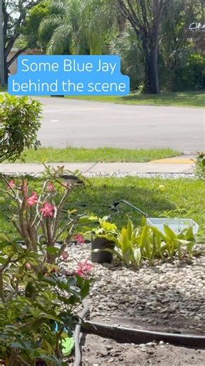 Behind the Scenes- Blue Jay visiting the Downtown Fort Lauderdale Birdfeeder