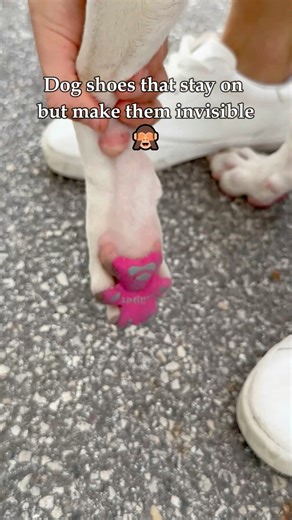 6.8M views · 68K reactions | Stick-on shoes anyone?  You can find this in my About Me section (under ✨Pet Finds✨) or by typing this into your browser  jo.my/mik #dog #dogs #pet #pets #fbreels #facebookreels #fypviral | Mik Zenon | Facebook