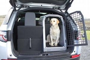 How to Secure Dog Crate in Car (Examples & Video)