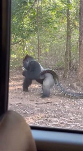 👉 One Bite Attempt.One Brutal Counter. 🐍💥🦍#wildlifefootage #animals