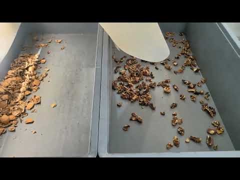 Walnut Shell & Kernel Sorting Machine | Belt Type Color Sorter in Action