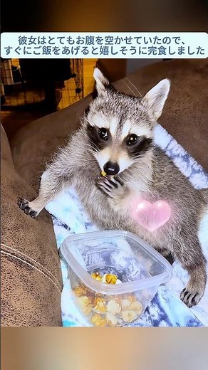 家族が裏庭でアライグマの赤ちゃんを見つけて引き取った