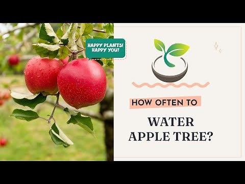 🍎🍀 How Often to Water Apple Tree? Expert Advice for Juicier Fruits.