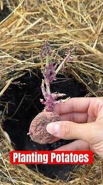 From the neglected kitchen counter to abundance! Here’s how I plant my potatoes 🥔✨#gardening