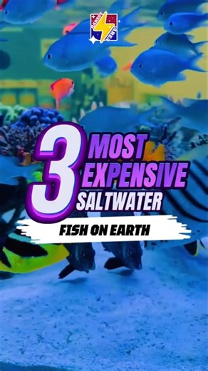 Diamond Fish of the Deep! 🐠💎 | RAREST AREA #wildlife #documentary #fish #expensive