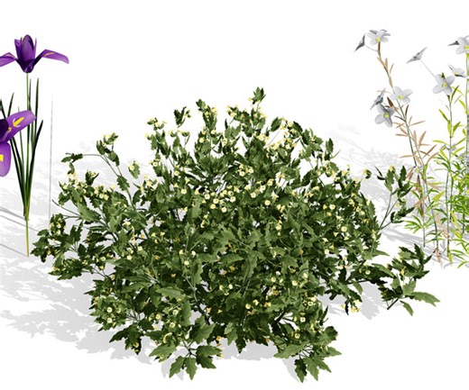 ArtStation - Arabian Desert Plants Collection | Resources