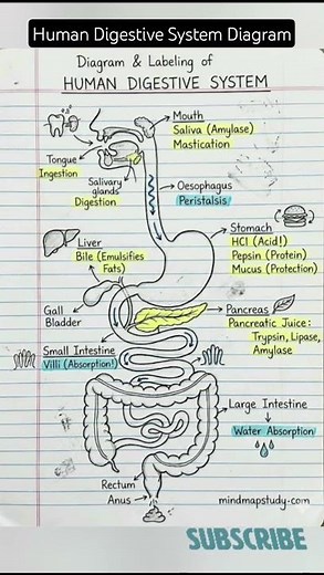 Human Digestive System Diagram 🤯🧠 #digestivesystem #diagram #humanbody #sciencefacts