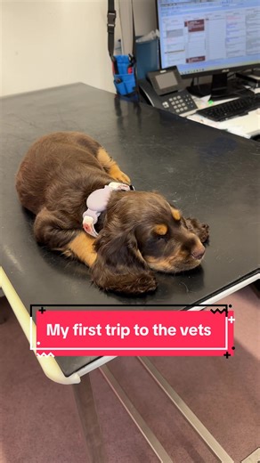 First Trip to the Vet with My Cocker Spaniel Puppy