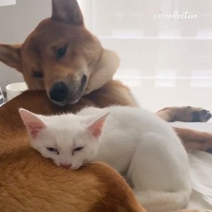 378K views · 6.3K reactions | This cat and dog are best buds! | Try Not to Laugh | Facebook