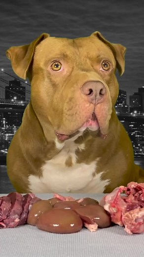 Engaging ASMR with Bounce the Pit Bull and Sheep Kidney