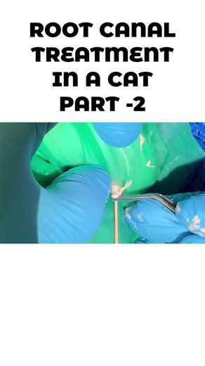 ROOT CANAL treatment in a CAT part-2 #vetdentistry #rootcanal #toothextraction