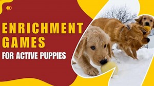 Active Enrichment Games to Play With Your High-Energy Puppy