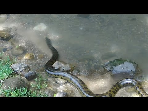 10 ANACONDAS GIGANTES CAPTADAS EN AMÉRICA DEL SUR