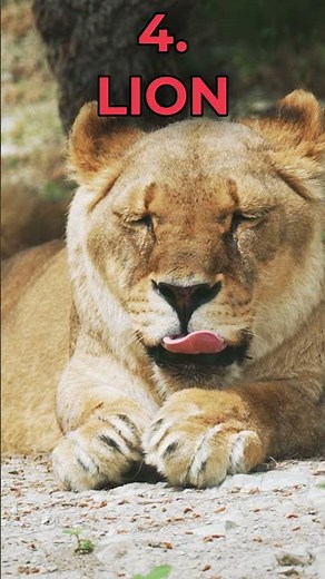 TOP 10 Most DANGEROUS ANIMALS in the world