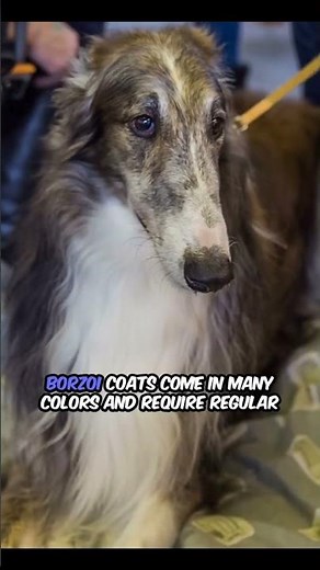 Graceful Russian Sighthound Borzoi