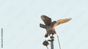 Common kestrels (Falco tinnunculus) mating, Hesse, Germany, Europe
