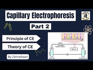 Principle of Capillary Electrophoresis | Theory of Capillary Electrophoresis | CE | Electrophoresis