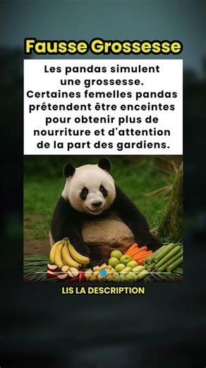 Les pandas simulent une grossesse pour plus de nourriture et d'attention 🐼