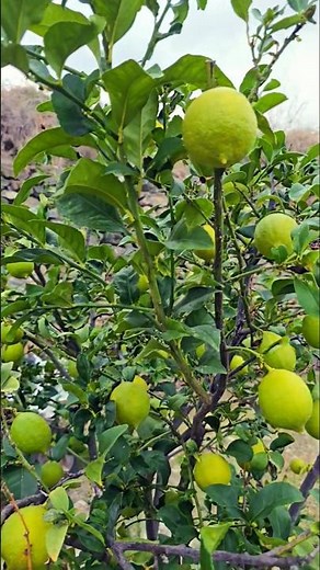 🍋 Lemons tree farming #ytshorts #shorts #plants #fruit #youtubeshorts #farming #bidesiboy #nature