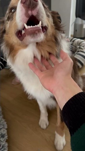 Red Merle border collie #bordercollie #bluemerle #redmerle