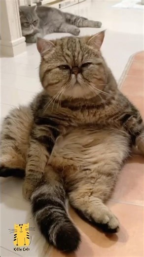 Funny Cat & Cute Kittens592😻 #shorts #kucing #kucinglucu #funny #pet #cat #foryou #viral #viralvideo