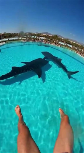 Waterslide into pool full of giant whale epic splash moment #whale #waterslide #summerfun