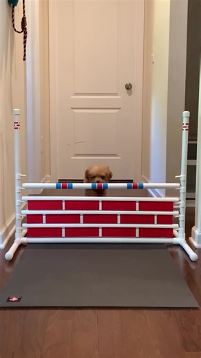 Ralph the Mini Cockapoo on TikTok