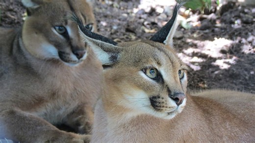 The Caracal: 6 Remarkable Adaptations and General Facts