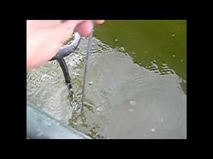 Vibecore-D Core Sampler